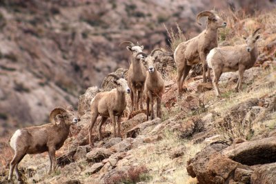 Desert Bighorn Sheep