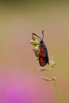 _MG_9087.jpg