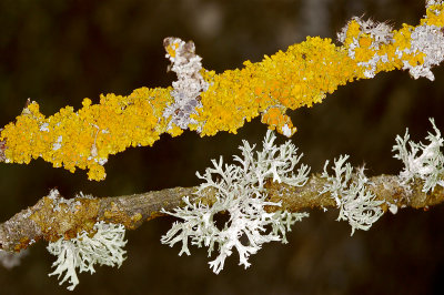 mosses_and_lichens