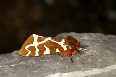 _MG_9625.jpg