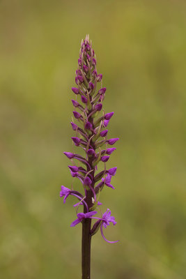 MG_5091-H6.jpg