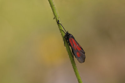 MG_6306-H6.jpg
