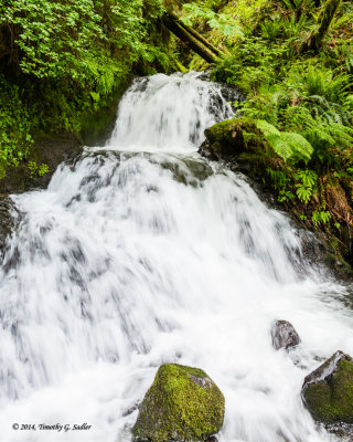 Shepherd's Dell-140516-016-Edit-WEB.jpg