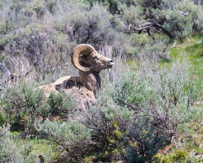 Big Horn Rams 1Ds-140522-038-WEB.jpg