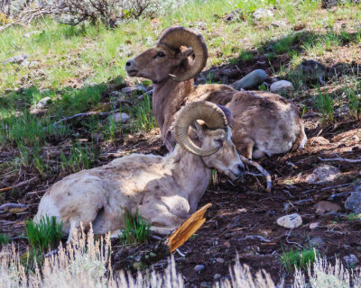 Big Horn Rams-140522-466-WEB.jpg