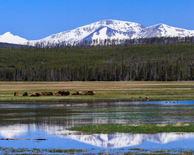 Bison-140522-022-WEB.jpg
