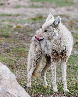 yellowstone_2014