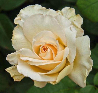 Patricia's Rose
