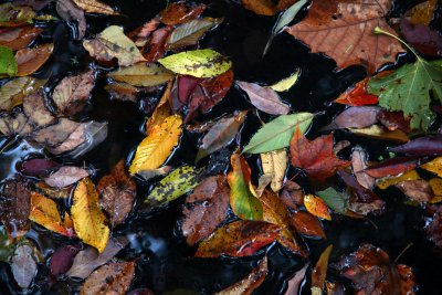 autumnleaves in a stream.jpg