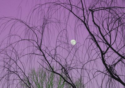Moon and Willow