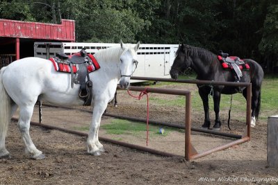 Carmen_David_Wedding_AK_HorseAdventures_23Aug2015_0142 [800x600 wmg12].JPG