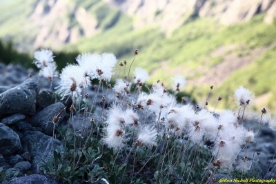 EE_CrowPass_Trail_19Jul2016_0083 [1024x768] [800x600 no wm].JPG