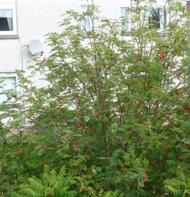 P1010736rowancrop.jpg