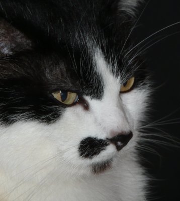 P1010151 2crop.jpg