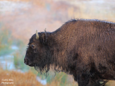  Bison