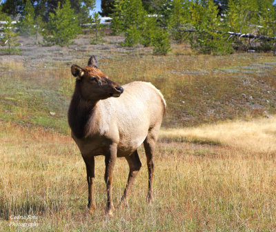 Elk