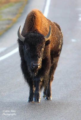  Bison
