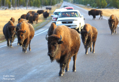 Bison taking over the the roads @ Yellowstone