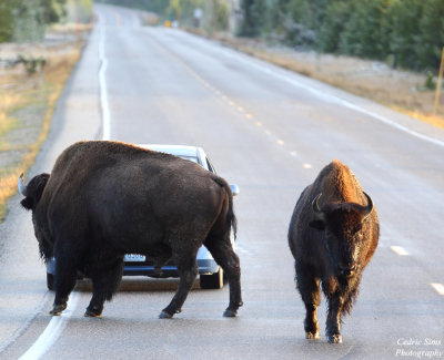 Bison blocking the road
