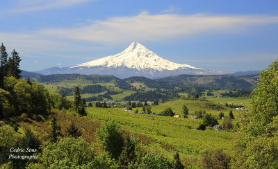 Mt. Hood