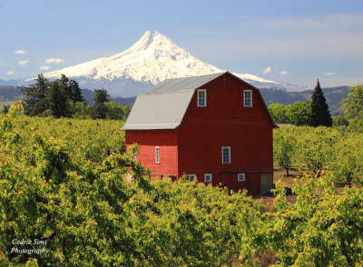 Mt Hood