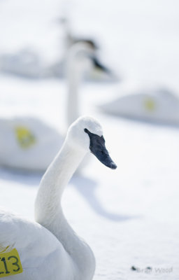 Swans-12.JPG