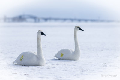 Swans + Geese