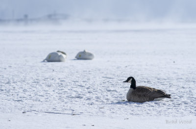 Swans + Geese