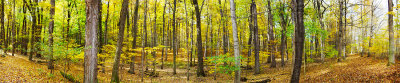 The Sacred Grove - Palmyra, NY,USA