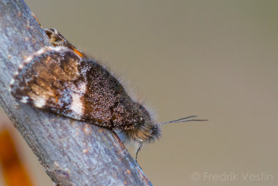 Brun flickfjäril (archiearis parthenias)