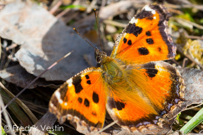 Körsbärsfuks (Nymphalis polychloros)
