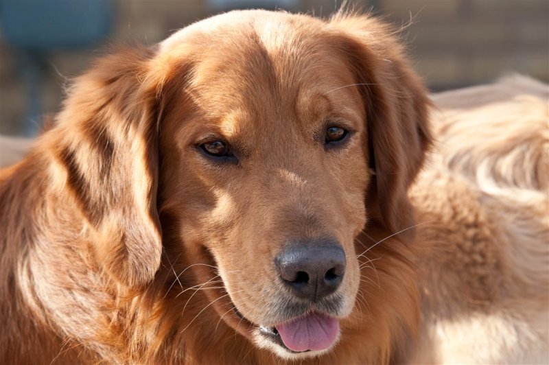 Duke (2009-2017)