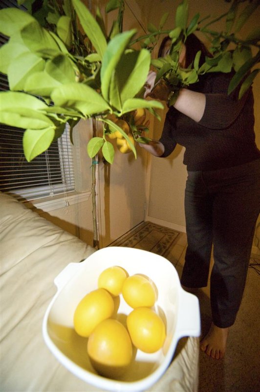 First lemon harvest!