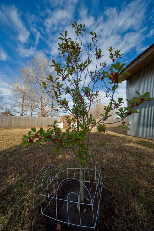 Garden - Winter 2010/2011