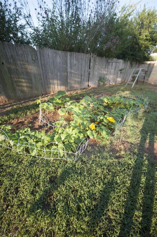 Garden - Fall 2010