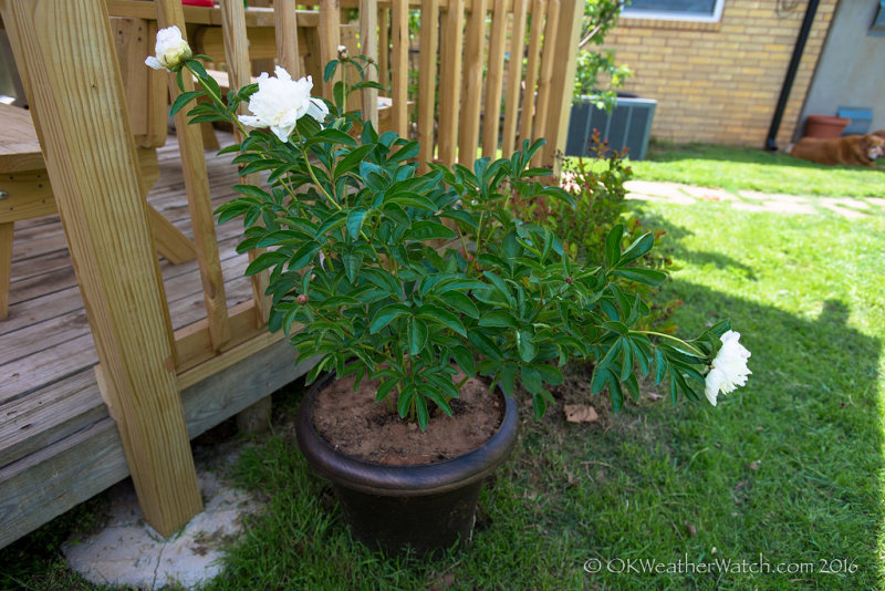 Peonies 