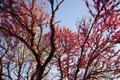 Garden Redbud Tree