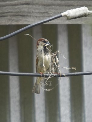 Busy Sparrow too