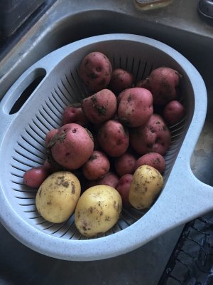 Fall potatoes