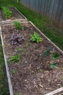 Repurposed vegetable bed 
