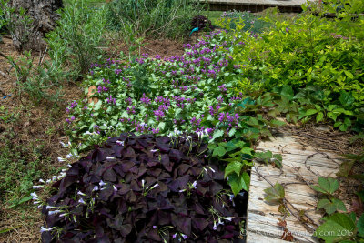 Perennial bed