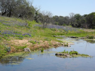 Stream with Bluebonnets Willow Loop for gardenista.jpg