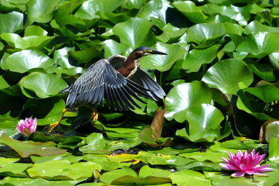 Green Heron at Botanic Garden