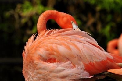 San Diego Zoo