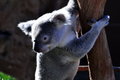 San Diego Zoo