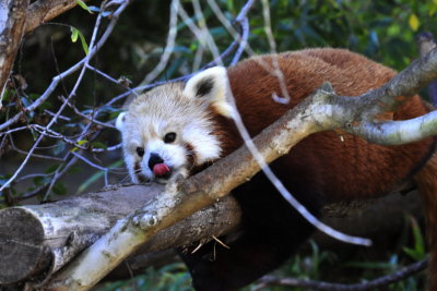 San Diego Zoo