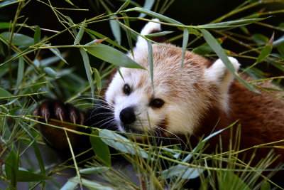 San Diego Zoo