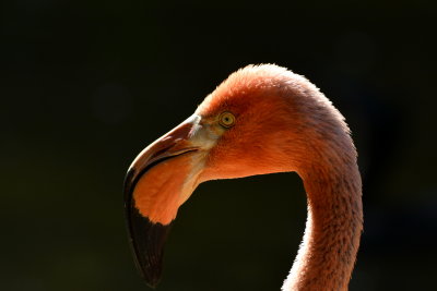 San Diego Zoo