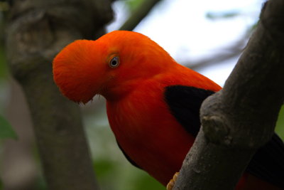 San Diego Zoo