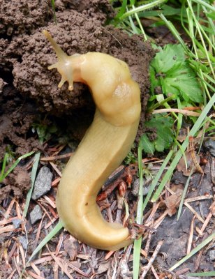 Banana slug